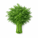 Fresh dill