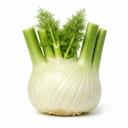 Fennel