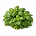 Basil